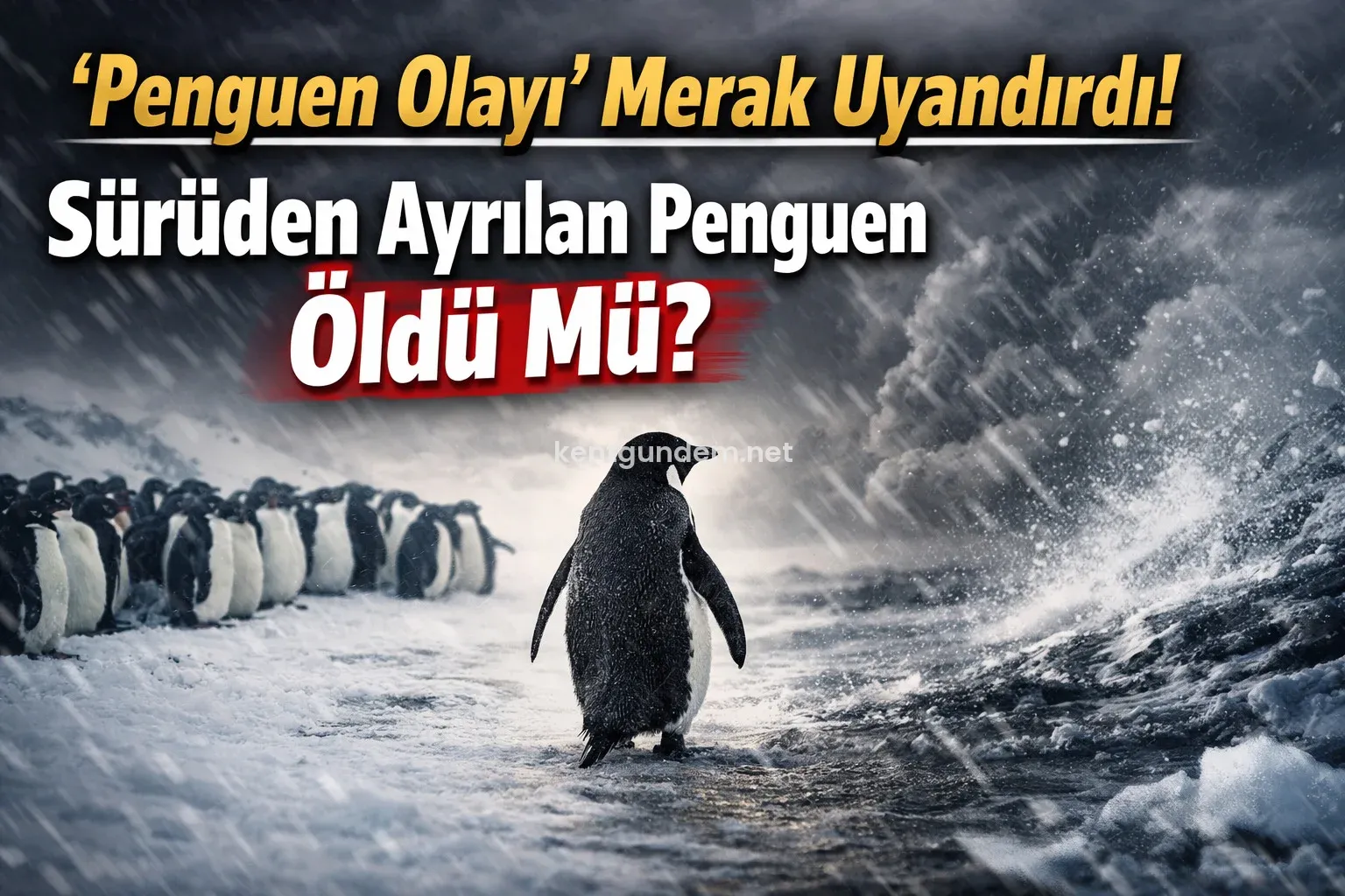 Son günlerde sosyal medyada ve haber platformlarında hızla yayılan “penguen